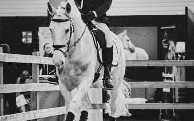 Voorstelling Belgisch Stamboek Lipizzaner